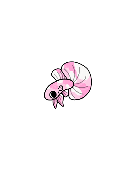 Betta Fish!